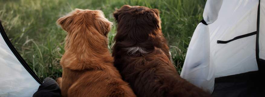 Travelling with Your Pet